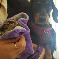 vets for pets mapperley