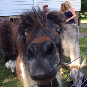 Parties for Peanuts - Midnight the mini horse - Clowns Near Me - Saddle Brook, New Jersey