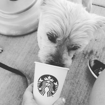 Starbucks - Dogs are pampered here - Coffee & Tea Near Me - Kansas City, Missouri