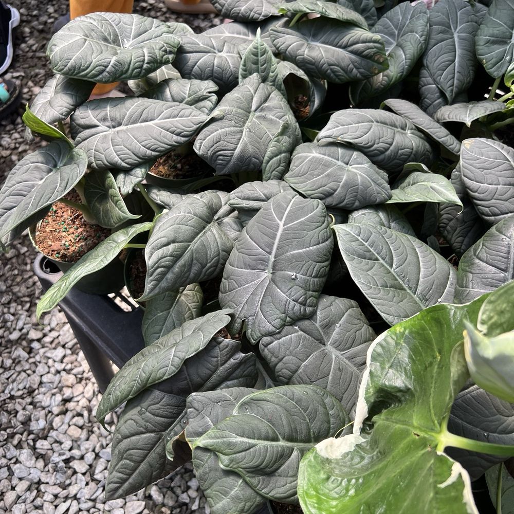 Plants Alive! - Nurseries & Gardening Near Me - Silver Spring, Maryland Plants Alive! - Nurseries & Gardening Near Me - Silver Spring, Maryland