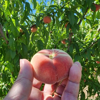 Rancho Zaragoza - Donut peach - Farmers Market Near Me - Brentwood, California Rancho Zaragoza - Donut peach - Farmers Market Near Me - Brentwood, California