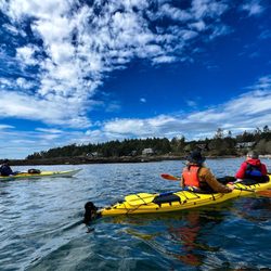 Sea Quest Kayak Tours - Checking out the wildlife!