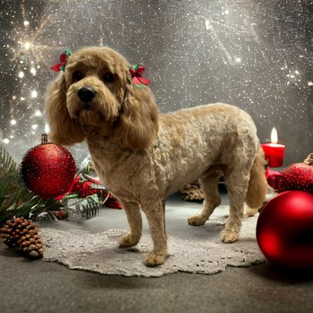 Robins Pet Grooming - Pet Groomers Near Me - Bridgeville, Delaware