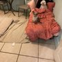 Photo of Off The Leash Pet Care