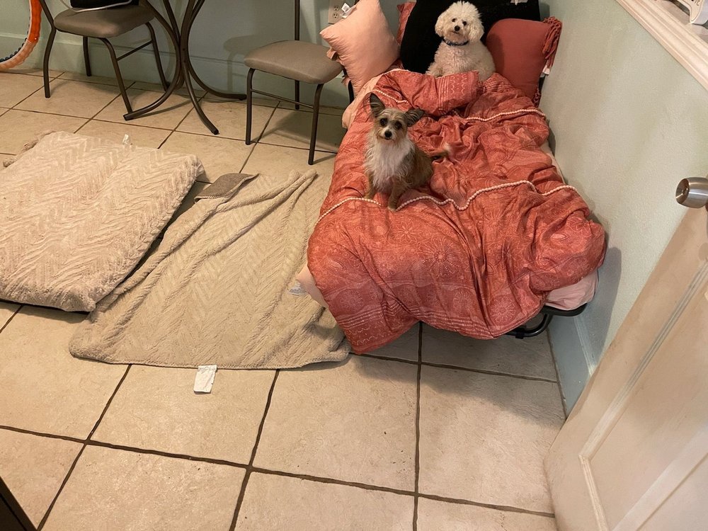 Off The Leash Pet Care - pet boarding facility in Tampa, FL