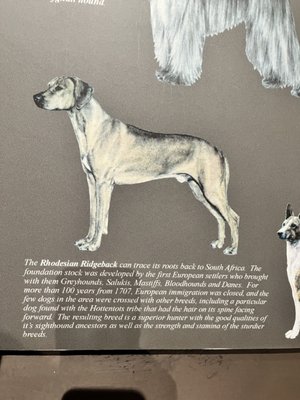 Greyhound Hall of Fame by null