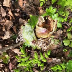 Little Campbell Lake - Spring growth