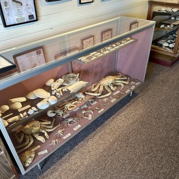 Port Gamble General Store & Café - Seashell exhibit - Cafes Near Me - Port Gamble, Washington Port Gamble General Store & Café - Seashell exhibit - Cafes Near Me - Port Gamble, Washington