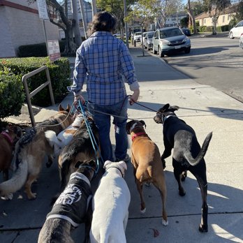 Zenni Dogs - The black dog on the right is Tommy! Didn't think he would be able to walk with a pack until I met Yasmeen - Pet Training Near Me