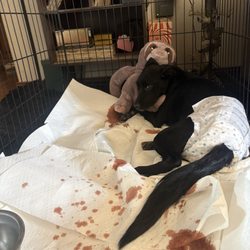 Cottonwood Veterinary Hospital - This was my baby girl hours after leaving cottonwood, hours after Dr. Hoest said my baby was okay.