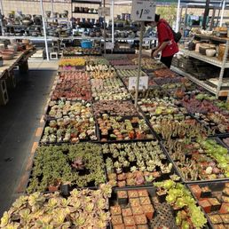 Small succulents