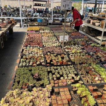 Shuna’s Succulent House - Small succulents - Nurseries & Gardening Near Me - Chino, California