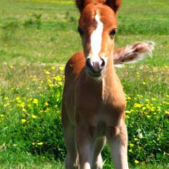 Magic Poney - Horseback Riding Near Me - Quimper, 29 Magic Poney - Horseback Riding Near Me - Quimper, 29