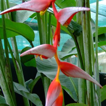 Aloha Tropicals - Heliconia pendula frosty - Nurseries & Gardening Near Me