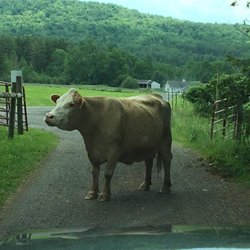Mountbrook Farm