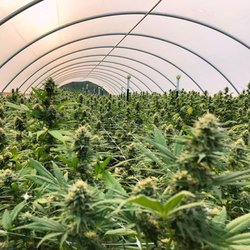 Zeus Clones - Farm photo of our clones in flower
