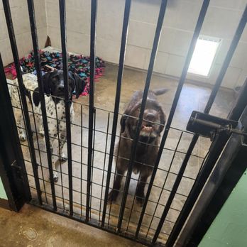 Tipton Pet Hotel - Big room, plenty to share with access to outside! - Pet Groomers Near Me - Lubbock, Texas Tipton Pet Hotel - Big room, plenty to share with access to outside! - Pet Groomers Near Me - Lubbock, Texas