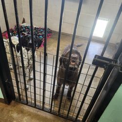 Tipton Pet Hotel