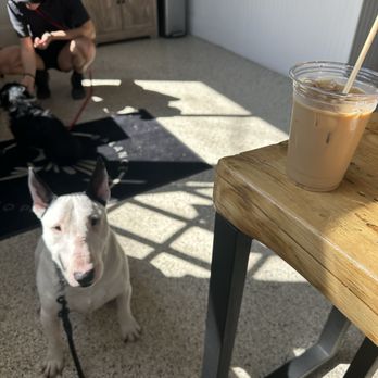 Balance Coffee Shop - Lavender iced latte and Henry - Coffee & Tea Near Me - Sacramento, California Balance Coffee Shop - Lavender iced latte and Henry - Coffee & Tea Near Me - Sacramento, California