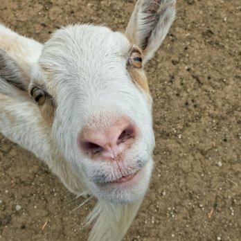 Broken Shovels Farm Sanctuary - Farms Near Me - Henderson, Colorado