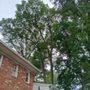 Photo of American Quality Arborist