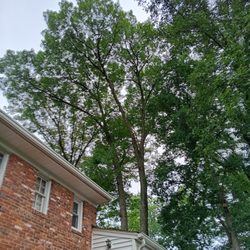 American Quality Arborist