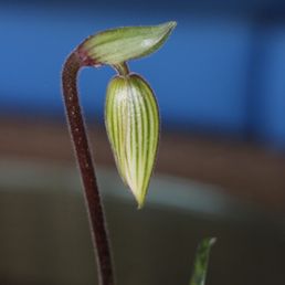 Orchid bud from Elegant Orchids