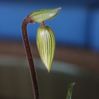 Elegant Orchids - Orchid bud from Elegant Orchids - Florists Near Me - Delray Beach, Florida