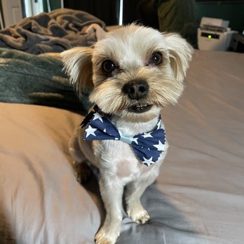 Doggi Dogi Spa - My dog with the cute handmade bow from doggi dogi - Pet Groomers Near Me - Fullerton, California