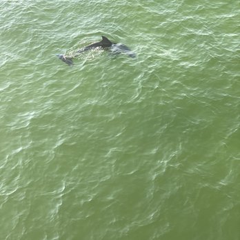 The Island Pier - So many dolphins - it was fun to watch! - Fishing Near Me - Fort Walton Beach, Florida The Island Pier - So many dolphins - it was fun to watch! - Fishing Near Me - Fort Walton Beach, Florida