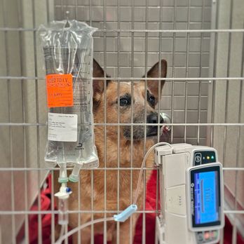 Veterinary Emergency Group - Odin's room. They wanted to monitor his levels the first night. - Emergency Pet Hospital Near Me - Anaheim, California