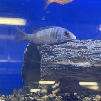 Ocean Blue Aquarium - Aquarium Services Near Me - Casselberry, Florida Ocean Blue Aquarium - Aquarium Services Near Me - Casselberry, Florida