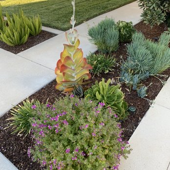 Total Landscape Designs & Development - Plants with California charms - Landscaping Near Me - San Diego, California Total Landscape Designs & Development - Plants with California charms - Landscaping Near Me - San Diego, California
