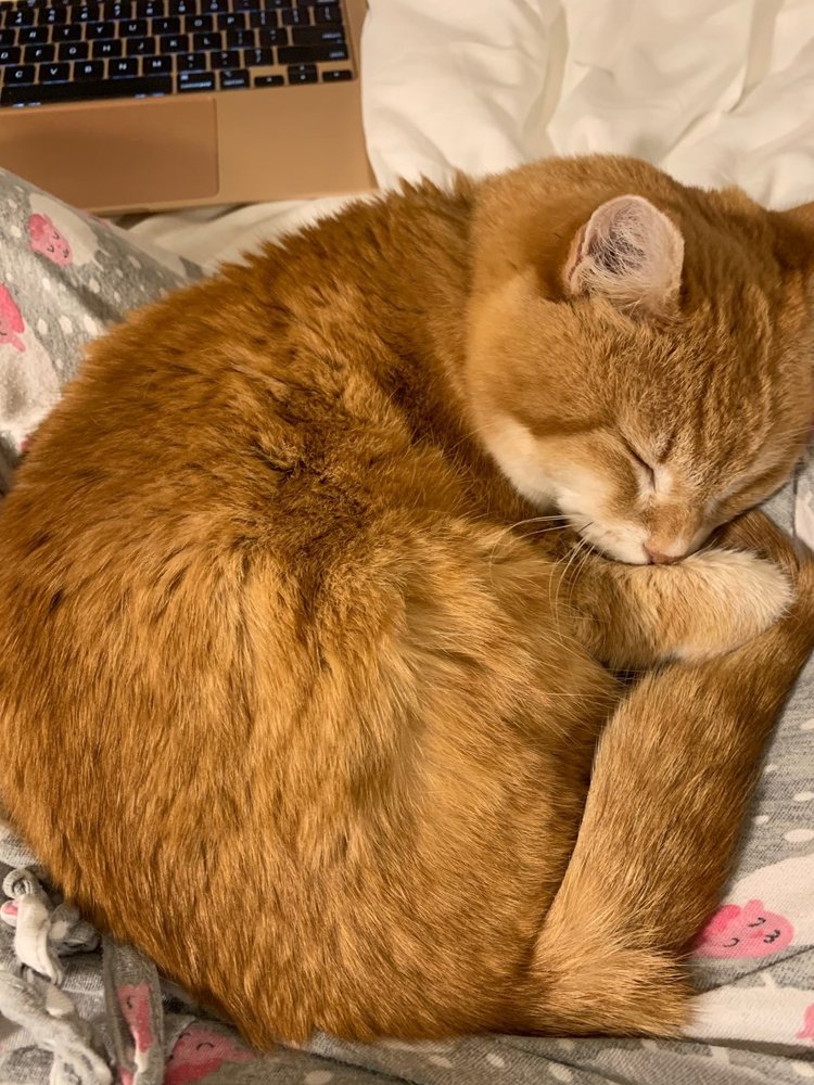 AE PETS INTERNATIONAL 29 Photos & 22 Reviews New York, New York