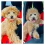 Photo of K Pet Grooming