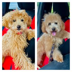 K Pet Grooming - Havana Before and after K Pet!