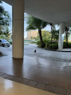 Caribe Hilton by null