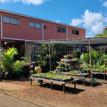 Mari's Gardens - Attractive setup - Nurseries & Gardening Near Me - Mililani, Hawaii Mari's Gardens - Attractive setup - Nurseries & Gardening Near Me - Mililani, Hawaii