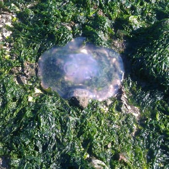 Marina Bay - Hello Jelly, It looks like u have red onions inside of u 0.o - Apartments Near Me - Richmond, California Marina Bay - Hello Jelly, It looks like u have red onions inside of u 0.o - Apartments Near Me - Richmond, California