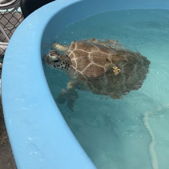The Turtle Hospital - Veterinarians Near Me - Marathon, Florida The Turtle Hospital - Veterinarians Near Me - Marathon, Florida