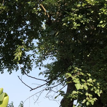 Don's Tree Care - undefined - Tree Services Near Me - Sacramento, California