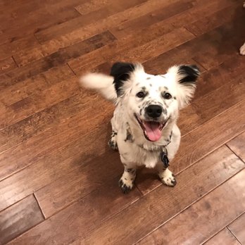 Waggs 2 Whiskers - Dobby! - Pet Sitting Near Me - Bagdad, Kentucky Waggs 2 Whiskers - Dobby! - Pet Sitting Near Me - Bagdad, Kentucky
