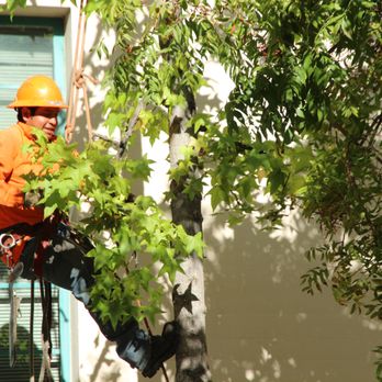Rock's Tree & Hillside Service - Expert tree pruning work performed to the highest safety standards by a licensed and insured company, ensuring your trees are taken care of. - Tree Services Near Me - Burbank, California Rock's Tree & Hillside Service - Expert tree pruning work performed to the highest safety standards by a licensed and insured company, ensuring your trees are taken care of. - Tree Services Near Me - Burbank, California
