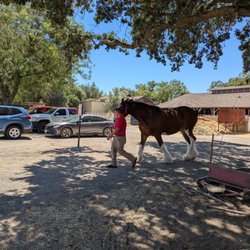 UC Davis Meat Lab - Budweiser Clydesdales before they go to the State Fair