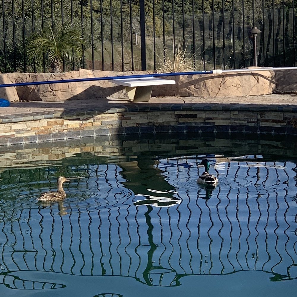 Piranha Pool Services - This company, due to bad installation. Of filter, lack of responsiveness, care and customer service, allowed my pool to get this green. - Pool & Hot Tub Service Near Me - Temecula, California Piranha Pool Services - This company, due to bad installation. Of filter, lack of responsiveness, care and customer service, allowed my pool to get this green. - Pool & Hot Tub Service Near Me - Temecula, California