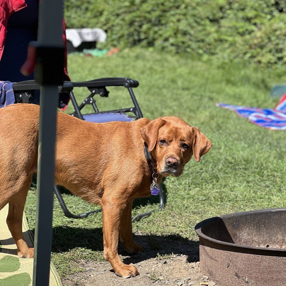 Mollidgewock State Park & Campground - Roxy wanting a fire - Boating Near Me - Errol, New Hampshire