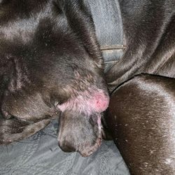Yankee Kennels - WARNING