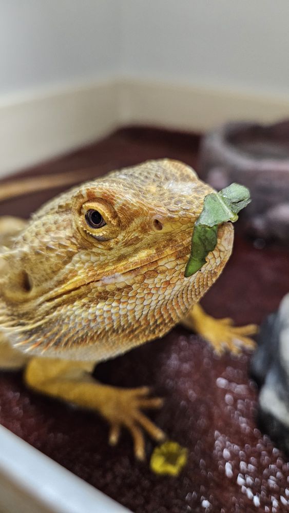 VITAL ANIMAL VETERINARY CLINIC Updated August 2024 2809 S Spring