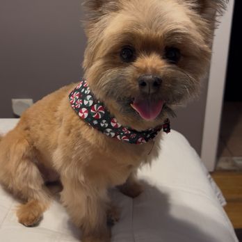 Pet Emporium - Pet Groomers Near Me - Forest Park, Illinois