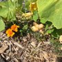 Photo of Community Roots Garden